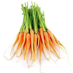 dutch carrots