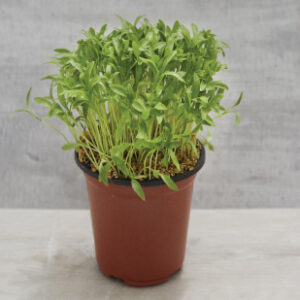 herbs-pot